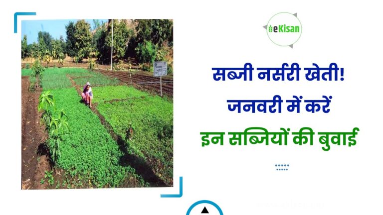 सब्जी नर्सरी खेती! जनवरी में करें इन सब्जियों की बुवाई