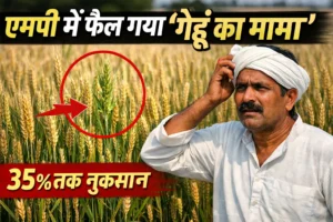 Wheat mama weed spreading in wheat crop field in Madhya Pradesh