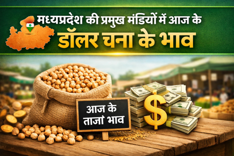 MP की प्रमुख मंडियों में : डॉलर चना रेट