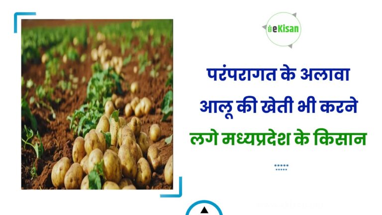 परंपरागत के अलावा आलू की खेती भी करने लगे मध्यप्रदेश के किसान