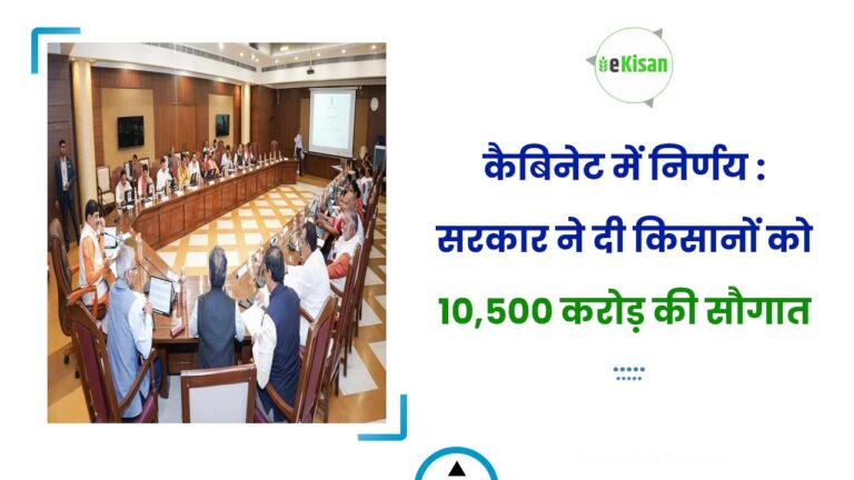 कैबिनेट में निर्णय : सरकार ने दी किसानों को 10,500 करोड़ की सौगात
