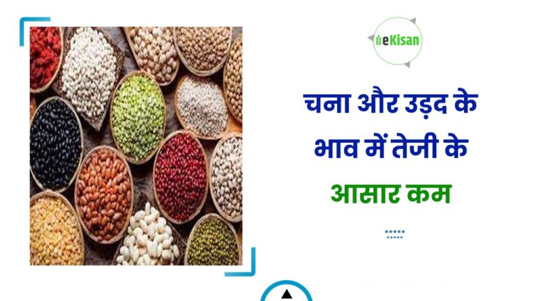 चना और उड़द के भाव में तेजी के आसार कम