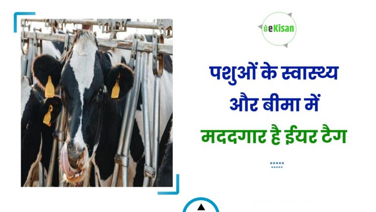 पशुओं के स्वास्थ्य और बीमा में मददगार है ईयर टैग