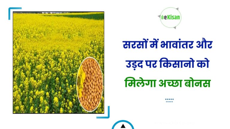 सरसों में भावांतर और उड़द पर किसानो को मिलेगा अच्छा बोनस