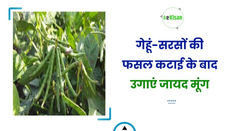 गेहूं-सरसों की फसल कटाई के बाद उगाएं जायद मूंग