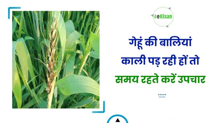 गेहूं की बालियां काली पड़ रही हों तो समय रहते करें उपचार