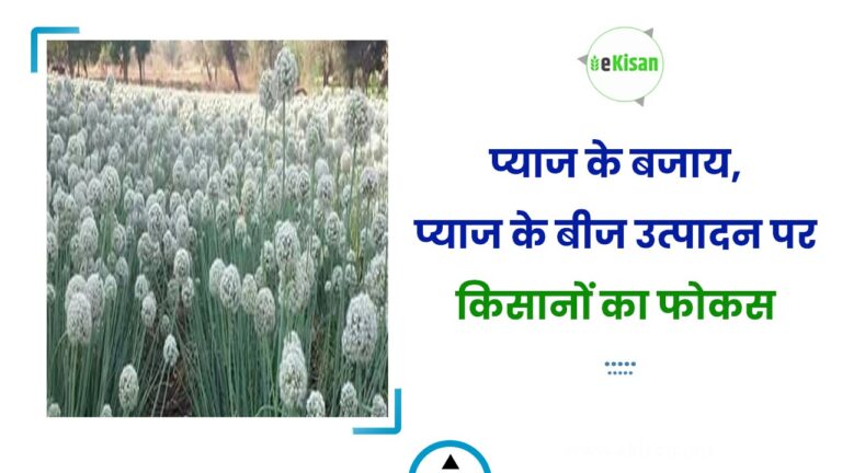 प्याज के बजाय, प्याज के बीज उत्पादन पर किसानों का फोकस