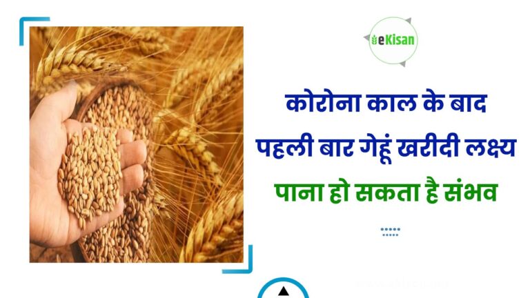 कोरोना काल के बाद पहली बार गेहूं खरीदी लक्ष्य पाना हो सकता है संभव
