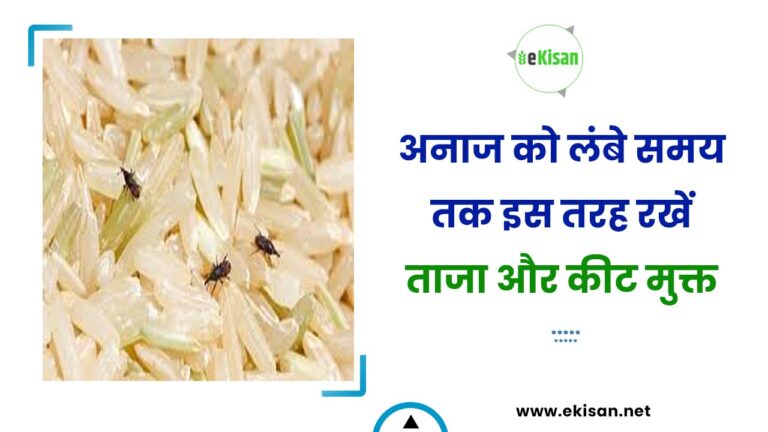 अनाज को लंबे समय तक इस तरह रखें ताजा और कीट मुक्त