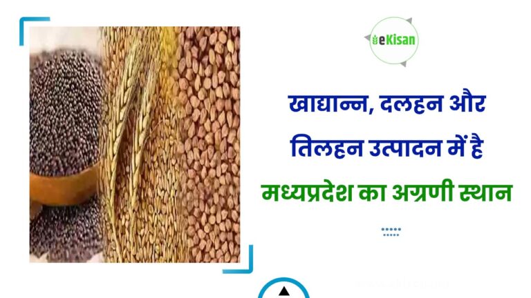 खाद्यान्न, दलहन और तिलहन उत्पादन में है मध्यप्रदेश का अग्रणी स्थान