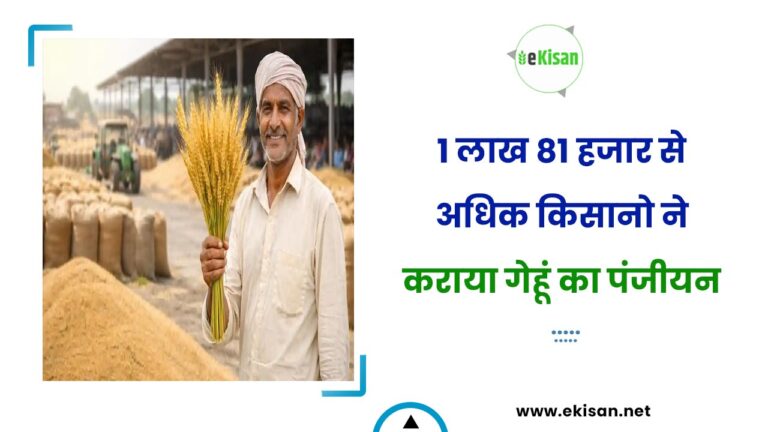 1 लाख 81 हजार से अधिक किसानो ने कराया गेहूं का पंजीयन