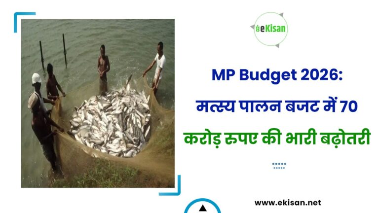 MP Budget 2026: मत्स्य पालन बजट में 70 करोड़ रुपए की भारी बढ़ोतरी
