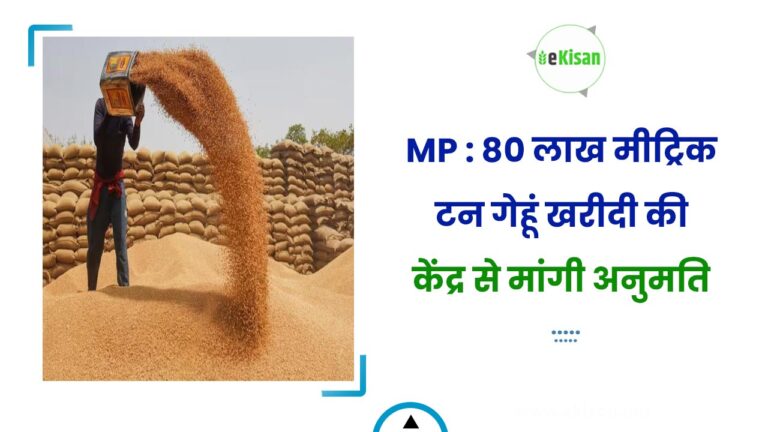 MP : 80 लाख मीट्रिक टन गेहूं खरीदी की केंद्र से मांगी अनुमति