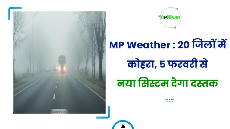 MP Weather : 20 जिलों में कोहरा, 5 फरवरी से नया सिस्टम देगा दस्तक