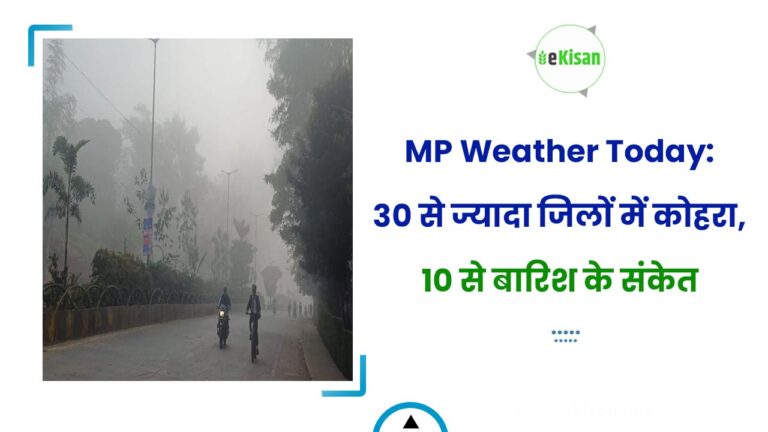 MP Weather Today: 30 से ज्यादा जिलों में कोहरा, 10 से बारिश के संकेत