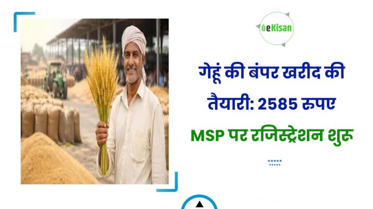 गेहूं की बंपर खरीद की तैयारी: 2585 रुपए MSP पर रजिस्ट्रेशन शुरू