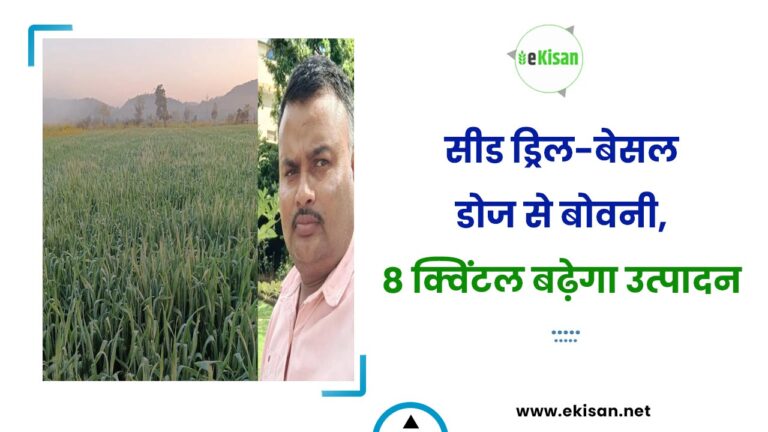 सीड ड्रिल-बेसल डोज से बोवनी, 8 क्विंटल बढ़ेगा उत्पादन