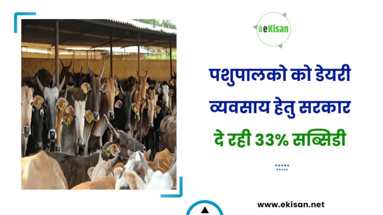 पशुपालको को डेयरी व्यवसाय हेतु सरकार दे रही 33% सब्सिडी