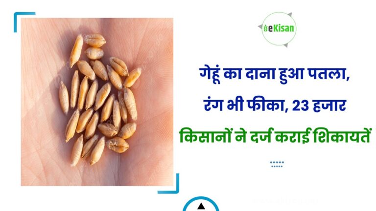 गेहूं का दाना हुआ पतला, रंग भी फीका, 23 हजार किसानों ने दर्ज कराई शिकायतें