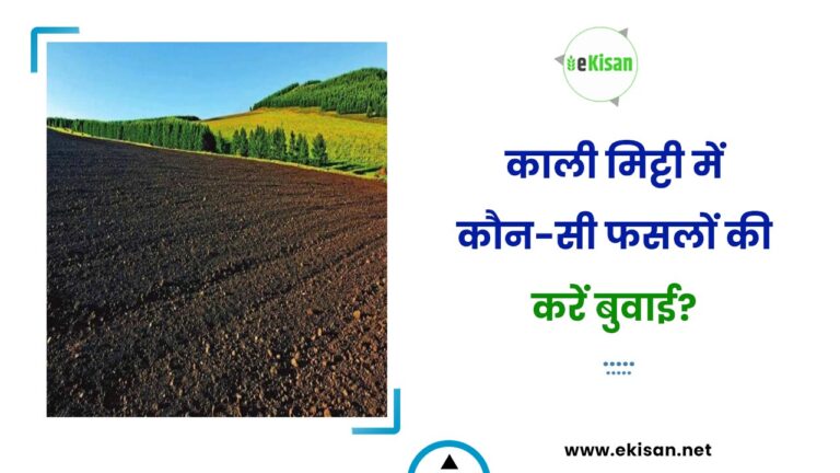 काली मिट्टी में कौन-सी फसलों की करें बुवाई?