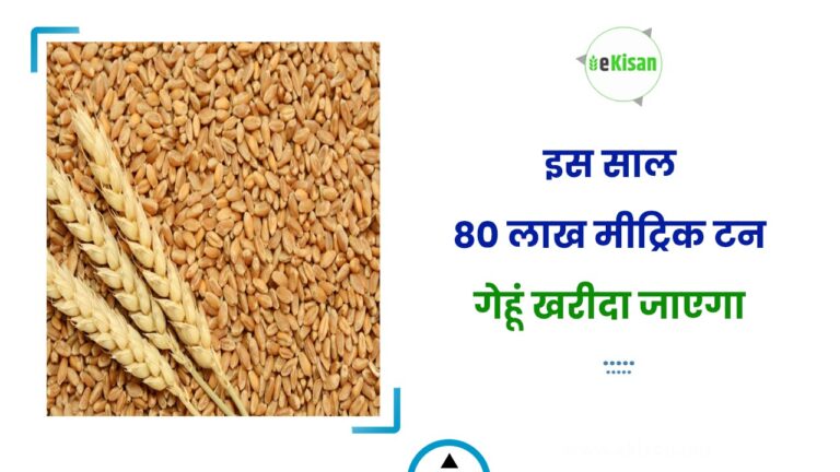 इस साल 80 लाख मीट्रिक टन गेहूं खरीदा जाएगा