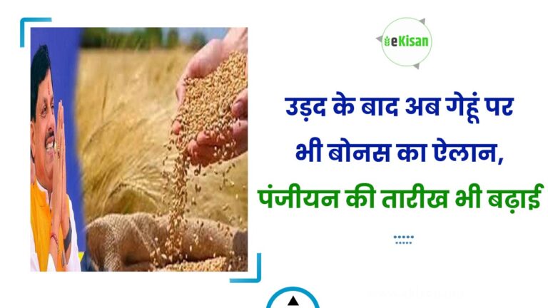 उड़द के बाद अब गेहूं पर भी बोनस का ऐलान, पंजीयन की तारीख भी बढ़ाई