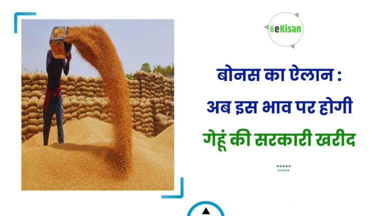 बोनस का ऐलान : अब इस भाव पर होगी गेहूं की सरकारी खरीद