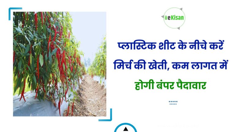 प्लास्टिक शीट के नीचे करें मिर्च की खेती, कम लागत में होगी बंपर पैदावार