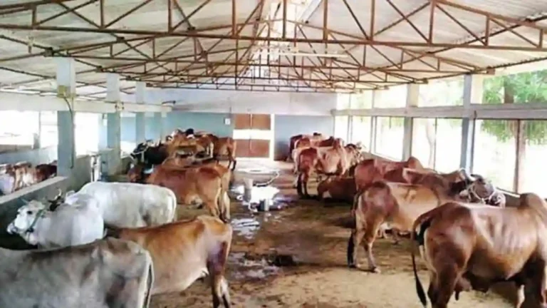 पशुओं को इस तरह बचाएं दुग्ध ज्वर से, उत्पादन नही होगा कम