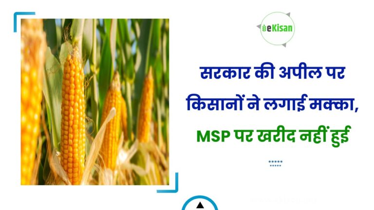 सरकार की अपील पर किसानों ने लगाई मक्का, MSP पर खरीद नहीं हुई