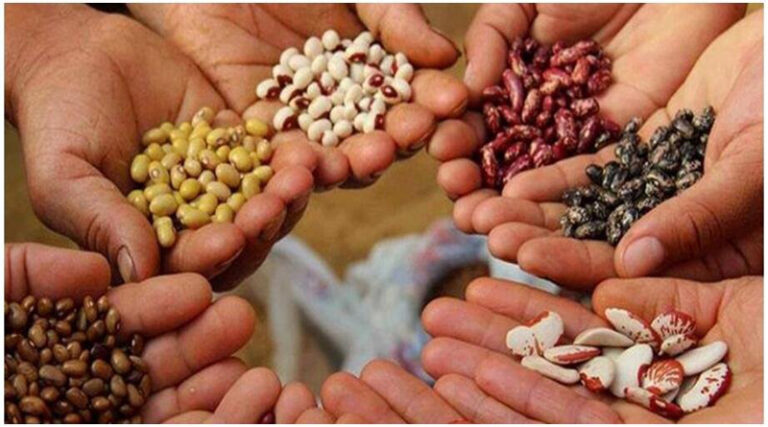 किसानों को आधी कीमत पर मिलेंगे उच्च गुणवत्ता वाले हाइब्रिड बीज