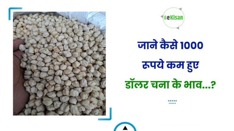 जाने कैसे 1000 रूपये कम हुए डॉलर चना के भाव…?
