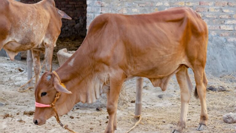 कम खर्च, अधिक दूध उत्पादन देने वाली, गाय की टॉप 3 नस्लें