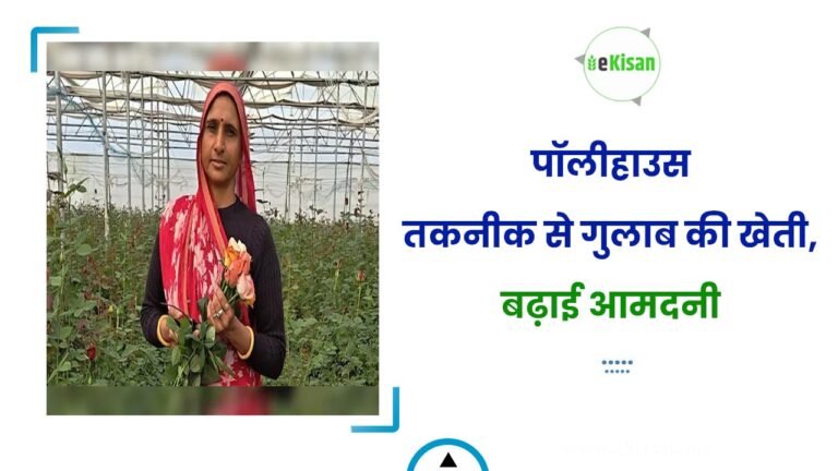 पॉलीहाउस तकनीक से गुलाब की खेती, बढ़ाई आमदनी