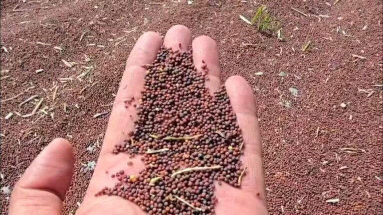 MSP से कम पर नहीं बिकेगी सरसों, MP में किसानों को फायदा