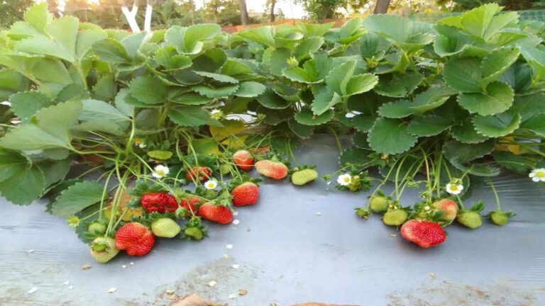 उज्जैन में महकी स्ट्रॉबेरी, प्रयोग से उम्मीद जागी, कम लागत में मिला अधिक मुनाफा