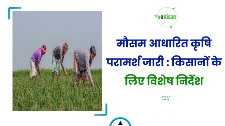 मौसम आधारित कृषि परामर्श जारी : किसानों के लिए विशेष निर्देश