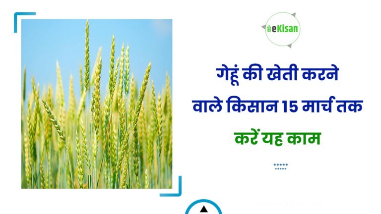 गेहूं की खेती करने वाले किसान 15 मार्च तक करें यह काम