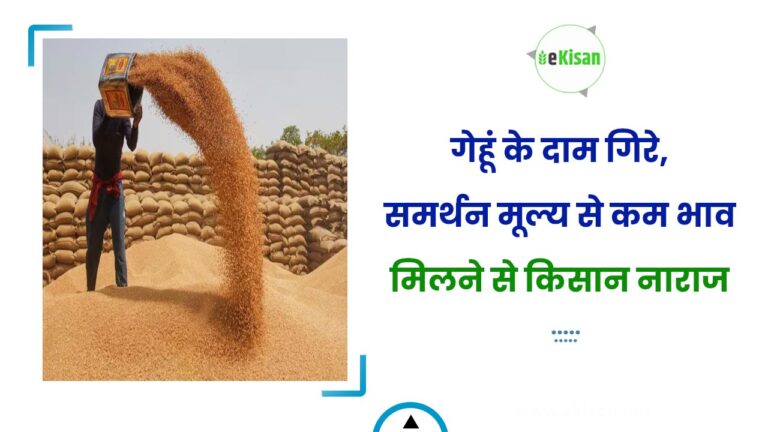 गेहूं के दाम गिरे, समर्थन मूल्य से कम भाव मिलने से किसान नाराज
