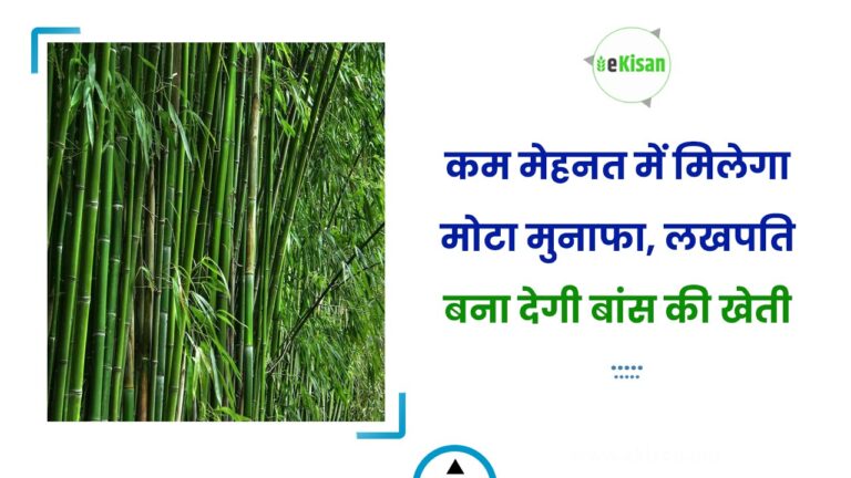 कम मेहनत में मिलेगा मोटा मुनाफा, लखपति बना देगी बांस की खेती