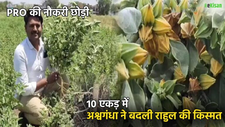 अश्वगंधा की खेती ने बदली राहुल की किस्मत, नौकरी छोड़ बन गए सफल किसान