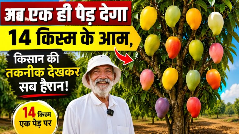 अब एक ही पेड़ देगा 14 किस्म के आम, किसान की तकनीक देखकर सब हैरान!