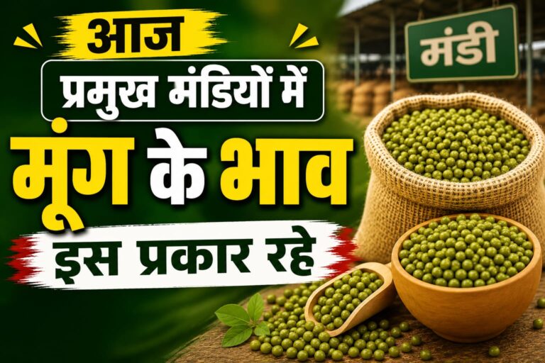 आज मध्यप्रदेश की प्रमुख मंडियों में मूंग के भाव इस प्रकार रहे