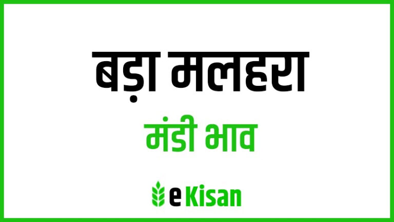Bada Malhara Mandi Bhav बड़ा मलहरा मंडी भाव