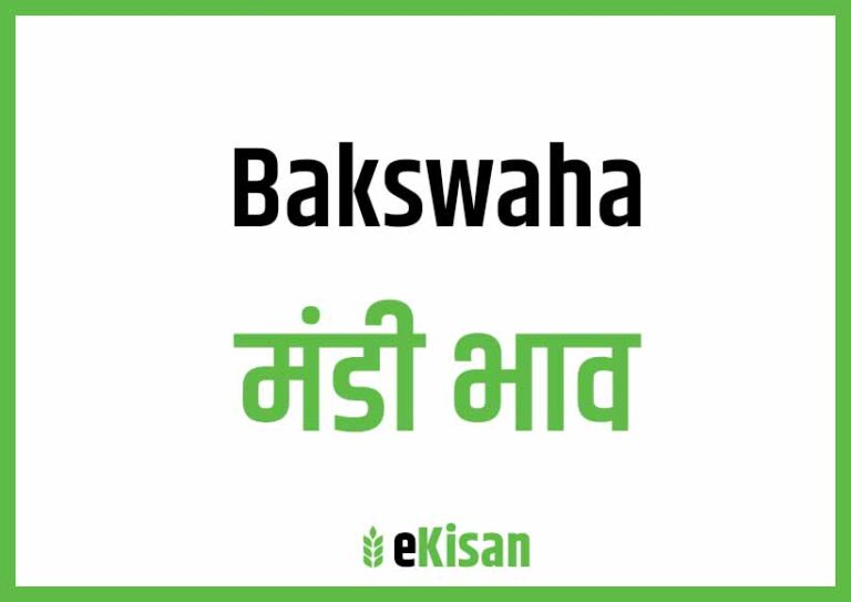 Bakswaha Mandi Bhav बक्सवाहा मंडी भाव