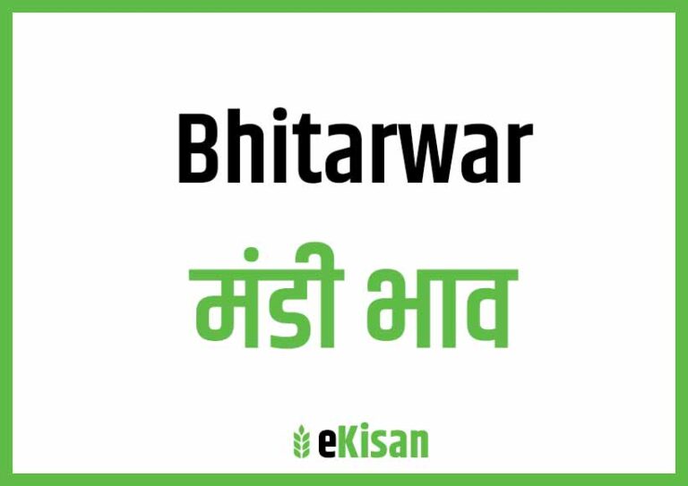 Bhitarwar Mandi Bhav भितरवार मंडी भाव