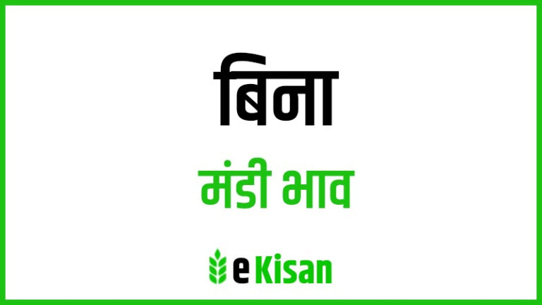 Bina Mandi Bhav बिना मंडी भाव