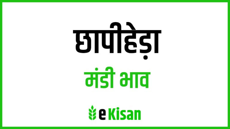 Chhapiheda Mandi Bhav छापिहेदा मंडी भाव