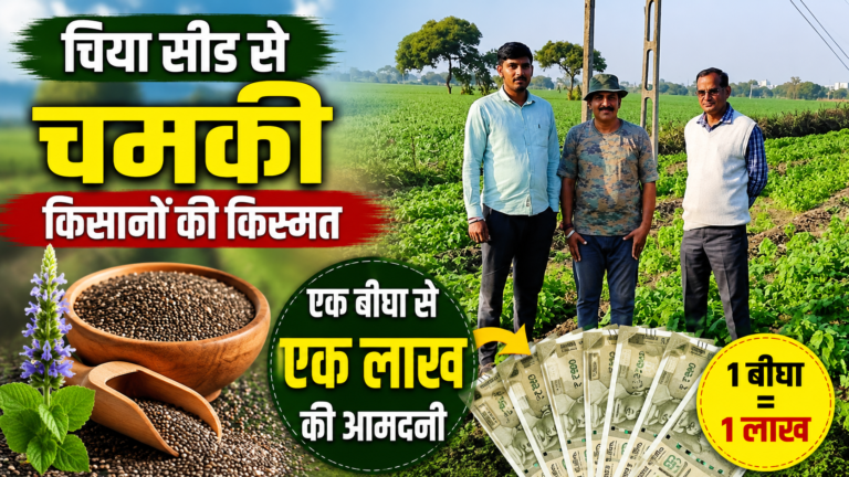 चिया सीड से चमकी किसानों की किस्मत, एक बीघा से एक लाख की आमदनी