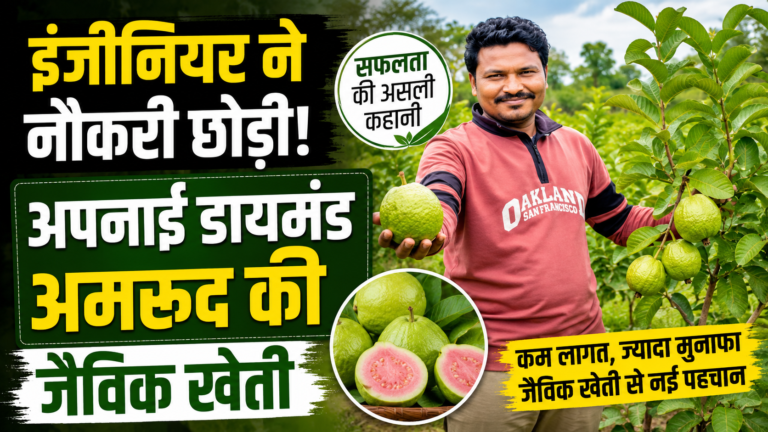 इंजीनियर ने नौकरी छोड़ी, अपनाई डायमंड अमरूद की जैविक खेती